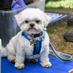 Novelty Dog Show 2024